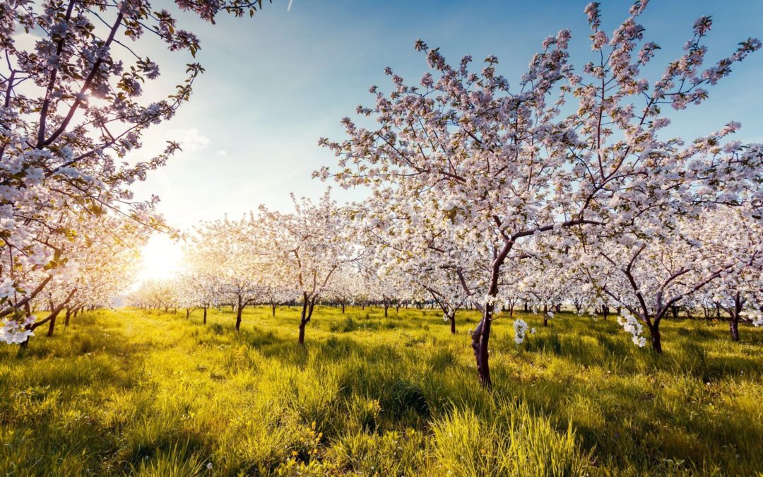 Seasonal Allergies? Try Deborah’s Early Bird Special!